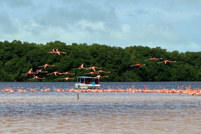 Boat tour through the mangroves of Celestún and Playa from Merida - When the Day Doesn’t Go Perfectly: Weather and Operational Reality