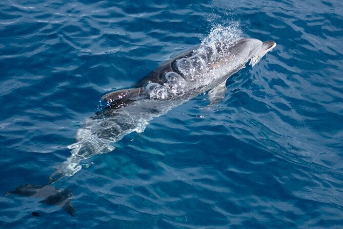 Boat trip along the Northwest Coast of La Palma - Playa de la Veta swim stop: the real payoff