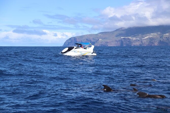 Boat trip along the Northwest Coast of La Palma - Stop from El Puerto de Tazacorte: set up your sea-view game