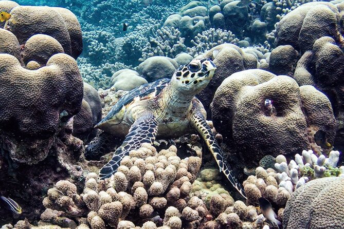 Boat Trip for Snorkeling Discovery of Corals - The guided surface snorkeling hike: seeing corals without the guesswork
