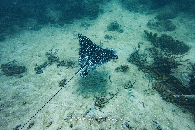 Boat Trip for Snorkeling Discovery of Corals - Reef protection lessons that make the snorkeling feel meaningful
