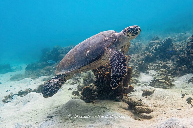 Boat Trip for Snorkeling Discovery of Corals - The boat trip: travel time that turns into an education