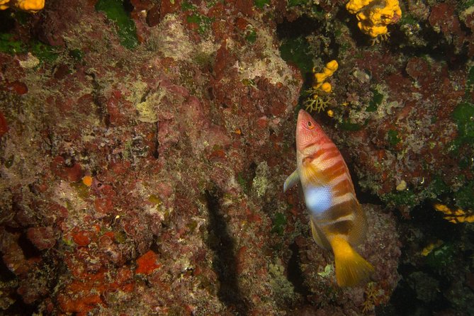 Boat Trip in Crete with Guided Snorkeling and Free Pick up! - Marathi snorkeling stop: calm, clear water for all comfort levels