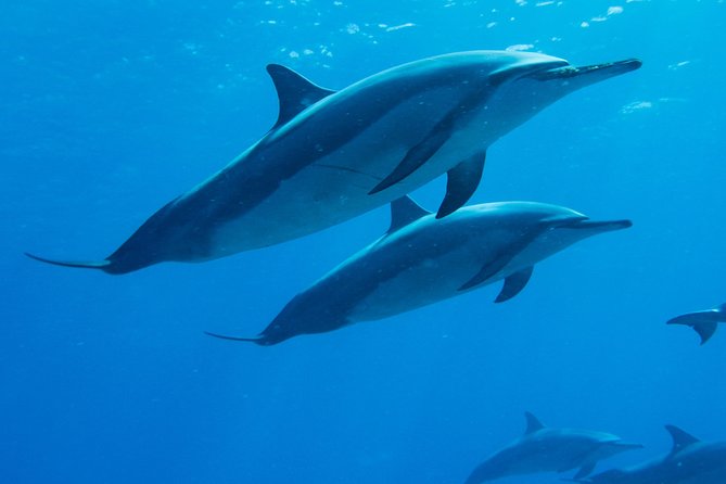 Boat Trip to See Marine Life in Puerto Escondido - Key points before you go
