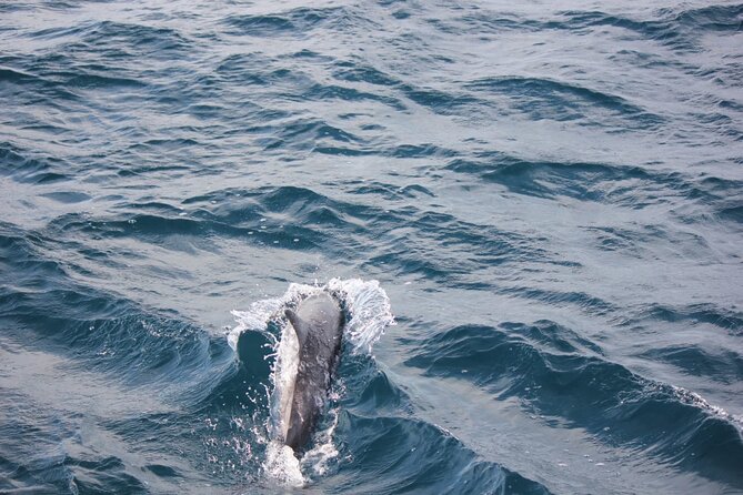 Boat Trip to See Marine Life in Puerto Escondido - Why Puerto Escondido’s Coast Is Built for Dolphin and Whale Spotting