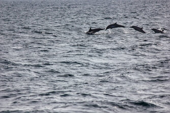 Boat Trip to See Marine Life in Puerto Escondido - Small-Group Feel and How the Crew Manages the Hunt