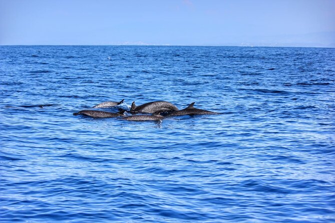 Boat Trip to See Marine Life in Puerto Escondido - Price and Value: Does This $65.72 Boat Trip Make Sense?