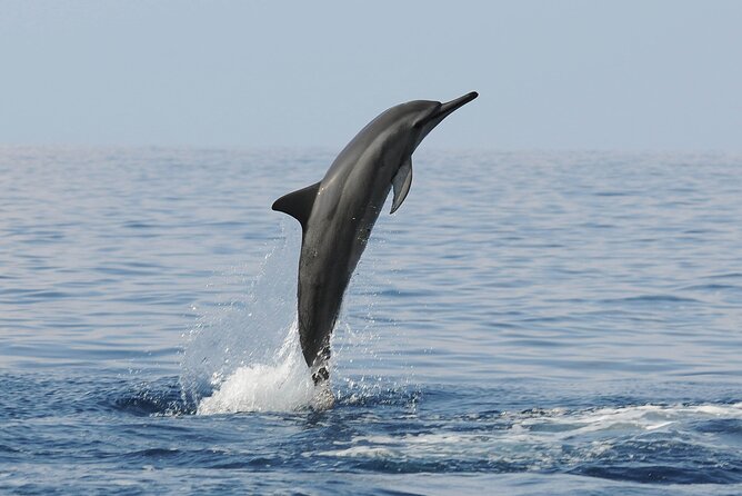 Boat Trip to See Marine Life in Puerto Escondido - Pickup and Getting to Playa Puerto Angelito Without Stress