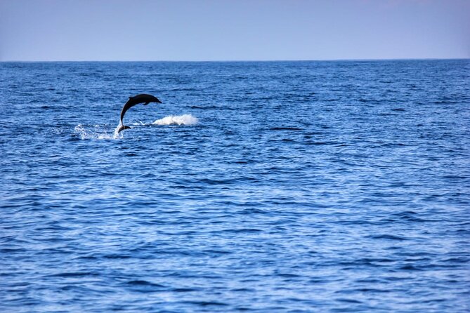 Boat Trip to See Marine Life in Puerto Escondido - Who This Boat Tour Suits Best (and Who Should Rethink It)