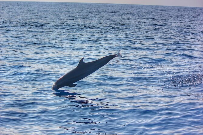 Boat Trip to See Marine Life in Puerto Escondido - The 3-Hour Omar’s Boat Trip: From Playa Puerto Angelito to Offshore Marine Life