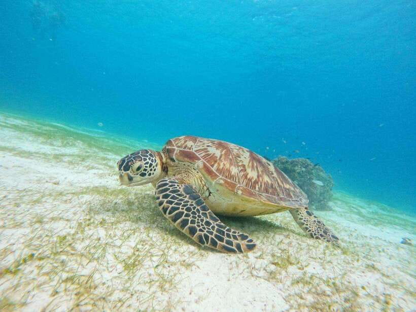 Bohol: Boat Tour to Sandbar and Snorkeling with Turtles - Balicasag Island Turtle Sanctuary and Coral Reef With Local Islander Guides