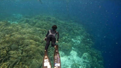 Bohol: Boat Tour to Sandbar and Snorkeling with Turtles - Dolphin Watching at Balicasag: Wild, Unpredictable, Still Worth It