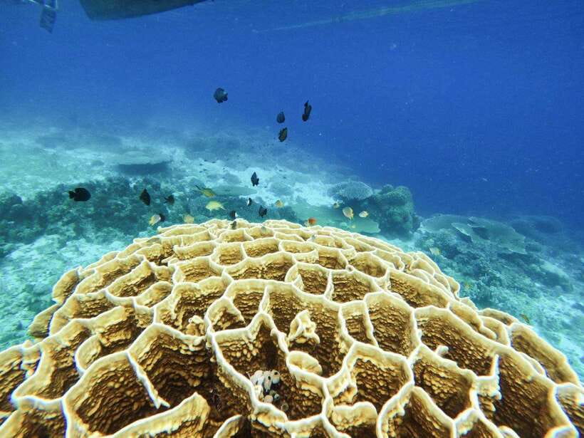 Bohol: Boat Tour to Sandbar and Snorkeling with Turtles - What to Bring (and What You’ll Miss if You Forget It)