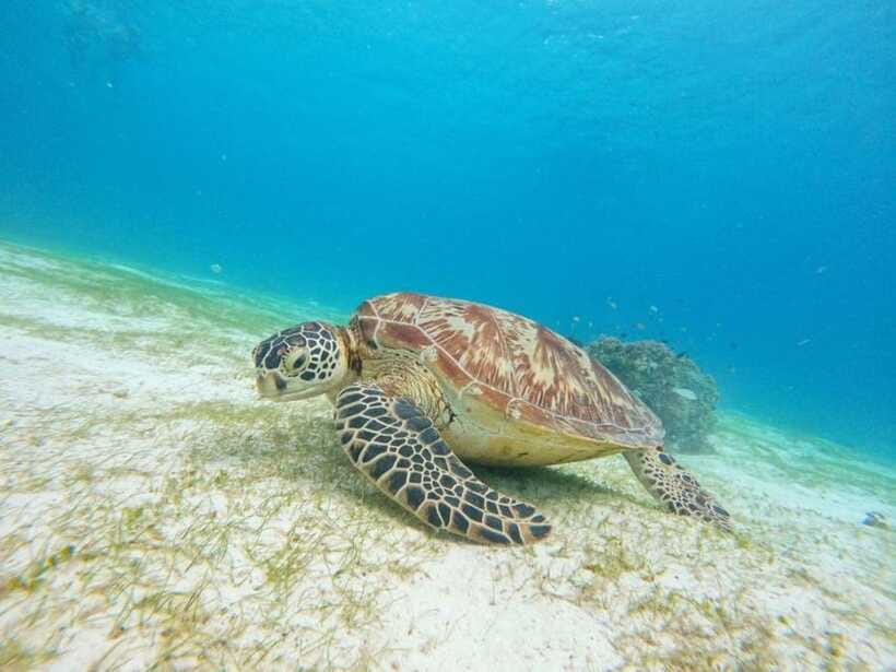 Bohol: Boat Tour to Sandbar and Snorkeling with Turtles - Should You Book This Bohol Boat Tour With Turtles?