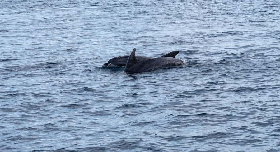Brijuni Islands: Sunset & Dolphins private boat tour - Brijuni National Park: guided views plus photo time