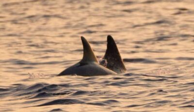 Brijuni Islands: Sunset & Dolphins private boat tour - Departure from Fažana: set yourself up for a good evening