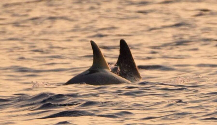 Brijuni Islands: Sunset & Dolphins private boat tour - Departure from Fažana: set yourself up for a good evening