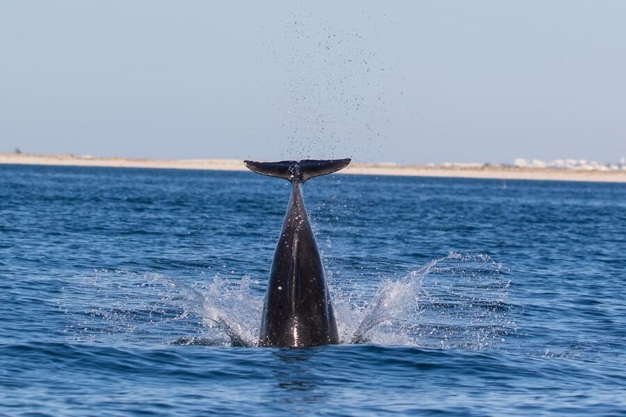 Cabanas de Tavira: Dolphin Watching Boat Tour - Quick Key Points Before You Go