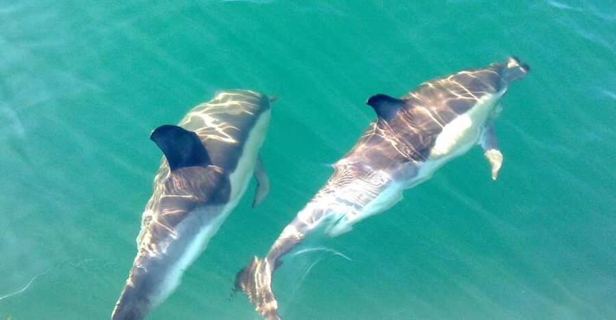 Cabanas de Tavira: Dolphin Watching Boat Tour - Why Ria Formosa Waters Matter for Dolphin Watching