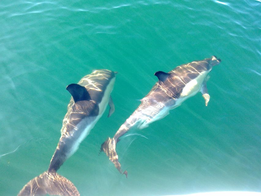 Cabanas de Tavira: Dolphin Watching Boat Tour - Small Boat Comfort: The Real Talk About Choppy Water