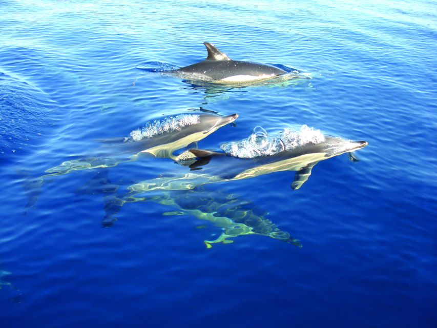 Cabanas de Tavira: Dolphin Watching Boat Tour - Who This Tour Is Best For (And Who Should Rethink It)