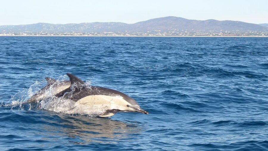 Cabanas de Tavira: Dolphin Watching Boat Tour - The 2.5-Hour Timeline: What Happens on the Water