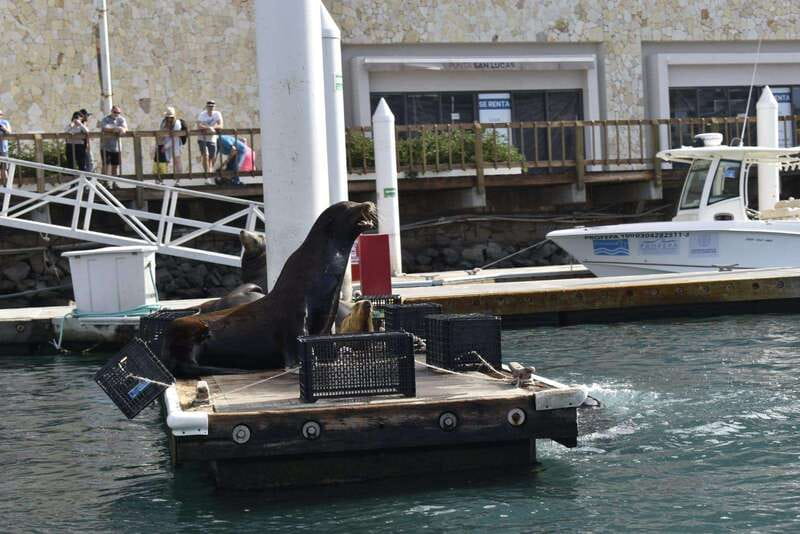 Cabo San Lucas: Glass Bottom Boat Tour to Land's End - Key highlights to know before you go