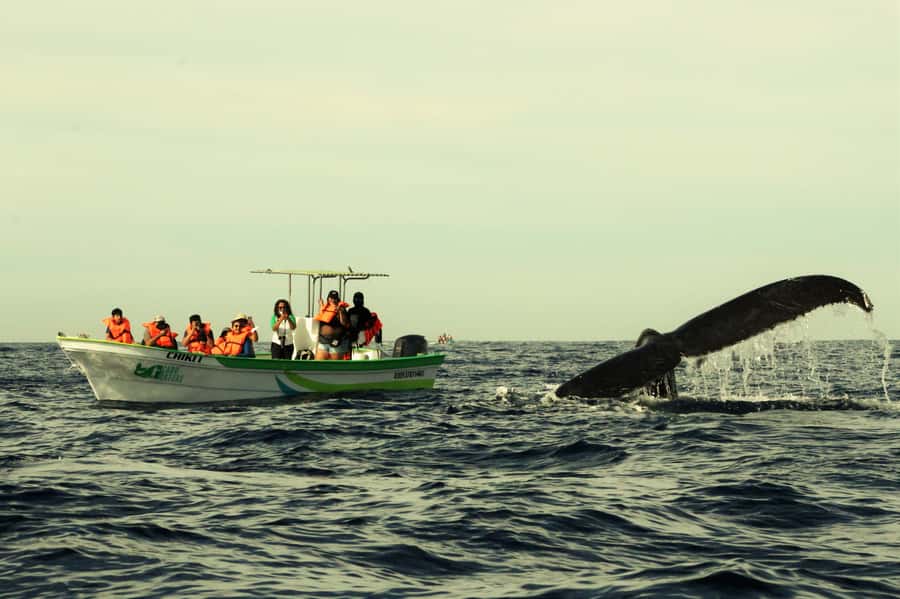 Cabo: Whale-Whatching Boat Trip w/ All-Women Crew and Photos - Key points at a glance