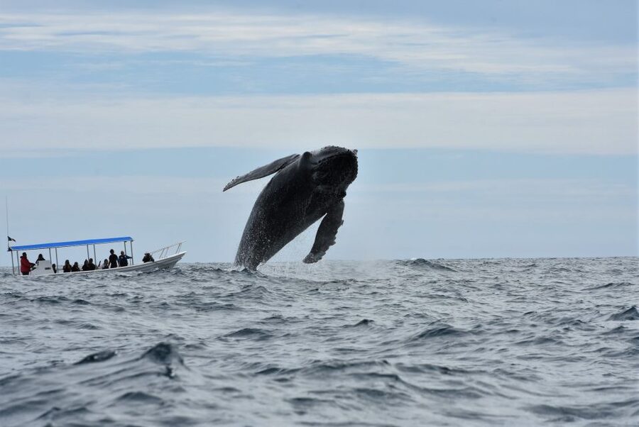 Cabo: Whale-Whatching Boat Trip w/ All-Women Crew and Photos - What You See in 2 Hours: Expect Action, Not Just a Float