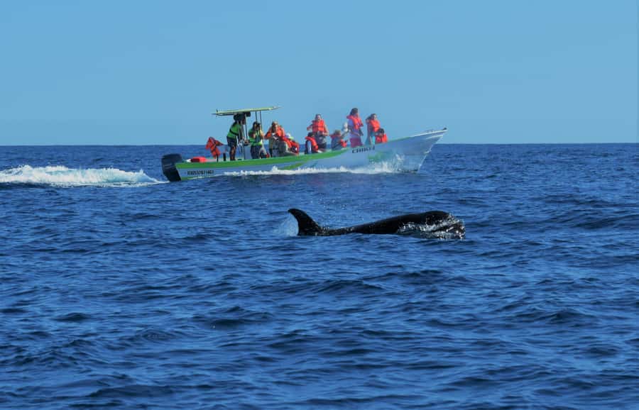 Cabo: Whale-Whatching Boat Trip w/ All-Women Crew and Photos - The Arch Photo Stop: Why You Get It Before the Whale Search