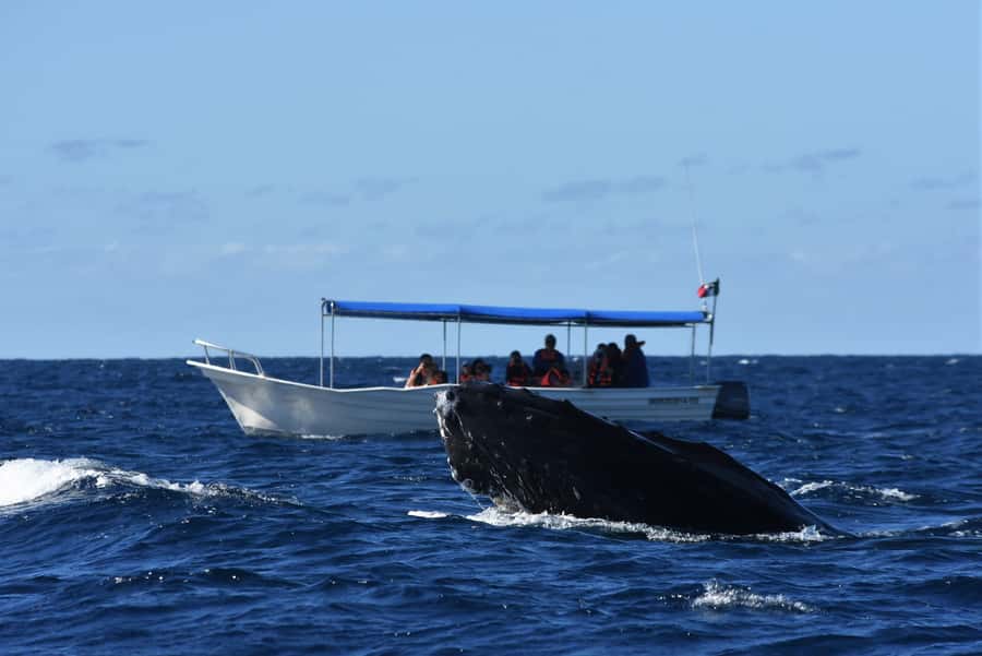 Cabo: Whale-Whatching Boat Trip w/ All-Women Crew and Photos - Where the Whales Are: Pacific Ocean vs Sea of Cortez