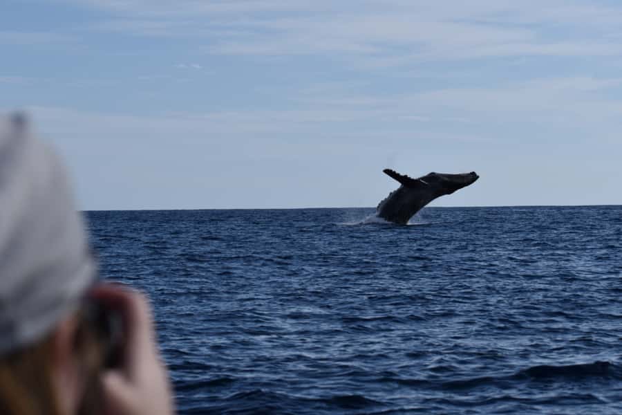 Cabo: Whale-Whatching Boat Trip w/ All-Women Crew and Photos - Small Boat, Big Views: The Comfort Details That Matter