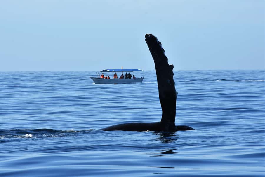 Cabo: Whale-Whatching Boat Trip w/ All-Women Crew and Photos - Photos Included: How You Get Keepsakes Without Missing the Moment
