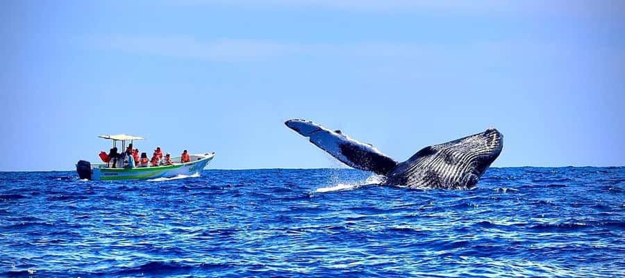 Cabo: Whale-Whatching Boat Trip w/ All-Women Crew and Photos - Meeting Point at La Terminal de Cabo (Right by Breathless)