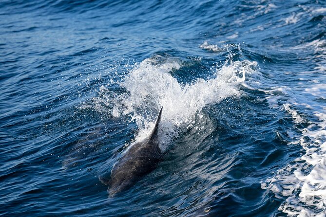 Cagliari Boat Tour with Sardatrips; Swim, Snorkeling, Sip & Snack - Price and Value: Why This Costs About What It Should