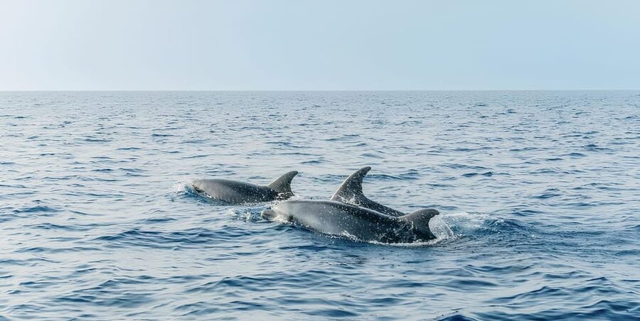 Cagliari: Devil's Saddle Boat Tour with Spritz and Chips - Grotta dei Colombi: Snorkeling Time in Clear Water