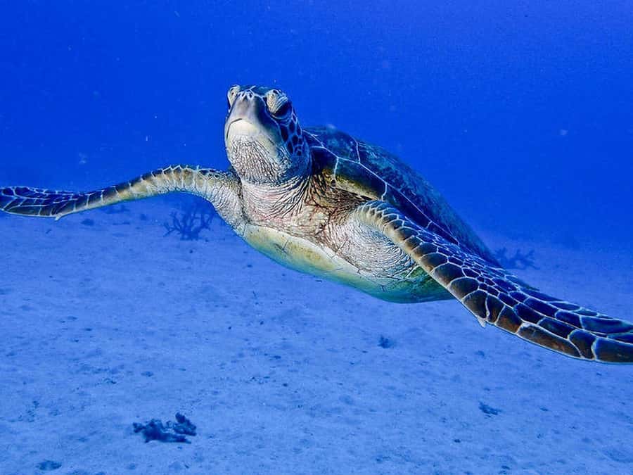 Cairns: 2-Day Great Barrier Reef Dive and Snorkel Boat Trip - Scuba time plus a night underwater session