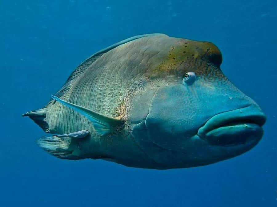Cairns: 2-Day Great Barrier Reef Dive and Snorkel Boat Trip - The food and the sleep: why the overnight part matters