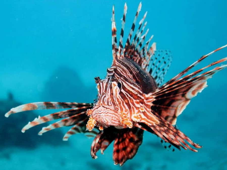 Cairns: 2-Day Great Barrier Reef Dive and Snorkel Boat Trip - When weather or mechanics force a change of plan
