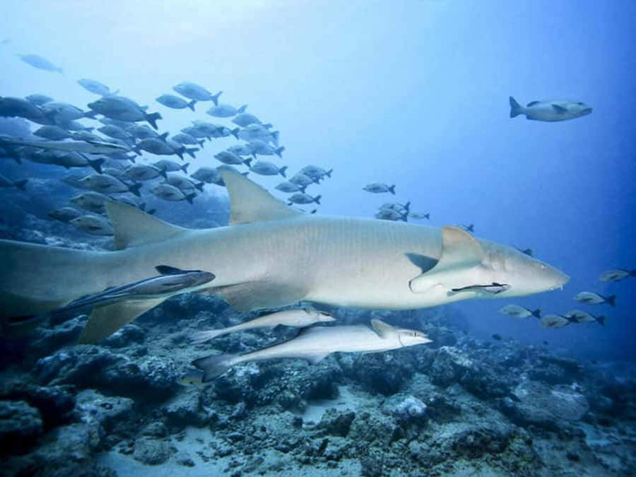 Cairns: 2-Day Great Barrier Reef Dive and Snorkel Boat Trip - Who this suits best (and who should skip)