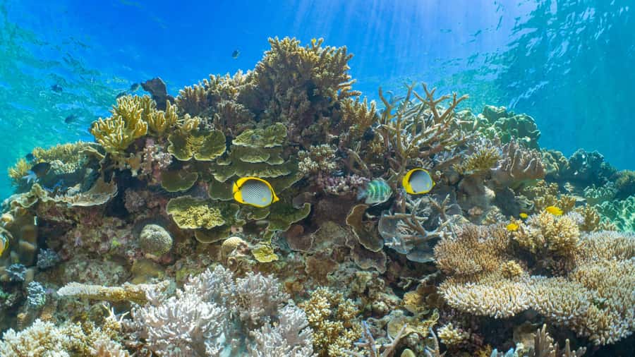 Cairns: Great Barrier Reef and Fitzroy Island Boat Tour - Key things I’d plan around before you go