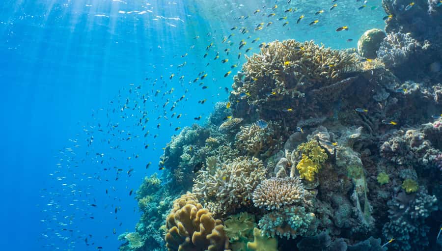 Cairns: Great Barrier Reef and Fitzroy Island Boat Tour - Moore Reef pontoon: snorkel-ready waters plus a real mix of activities