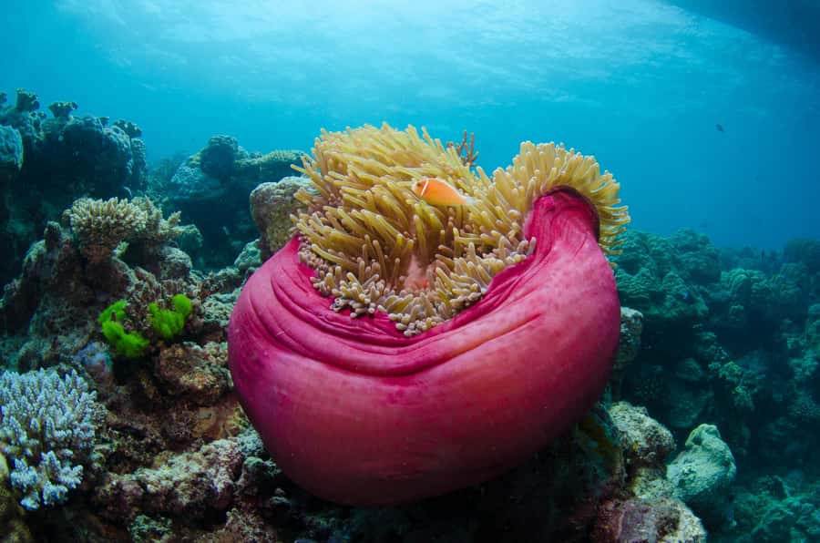 Cairns: Great Barrier Reef Overnight Snorkelling Boat Trip - OceanQuest overnight: what the $495 price actually buys