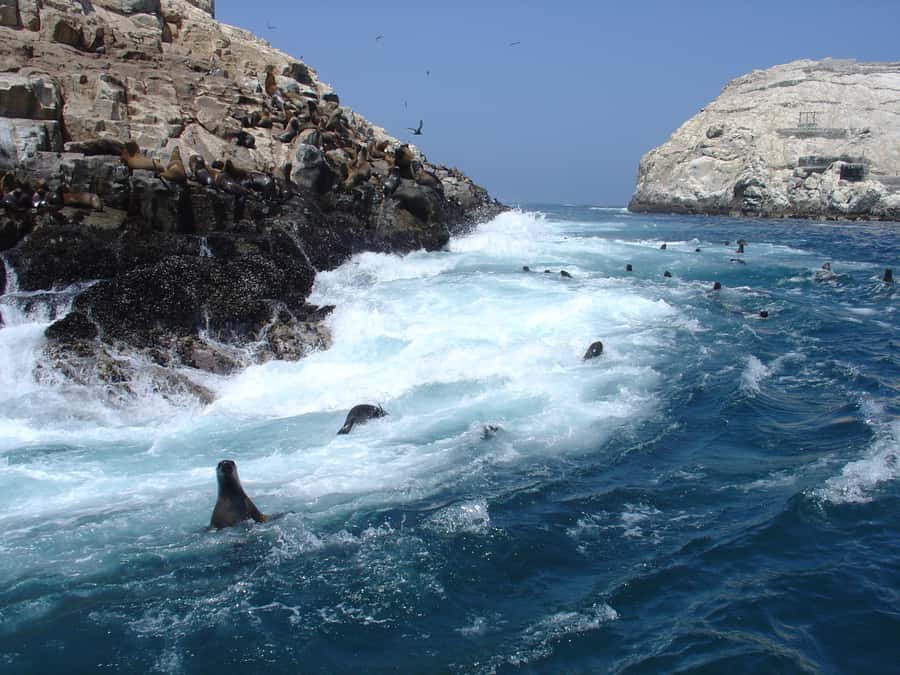 Callao: Swimming with Sea Lions Palomino Islands Boat Tour - Key things I’d circle before you book