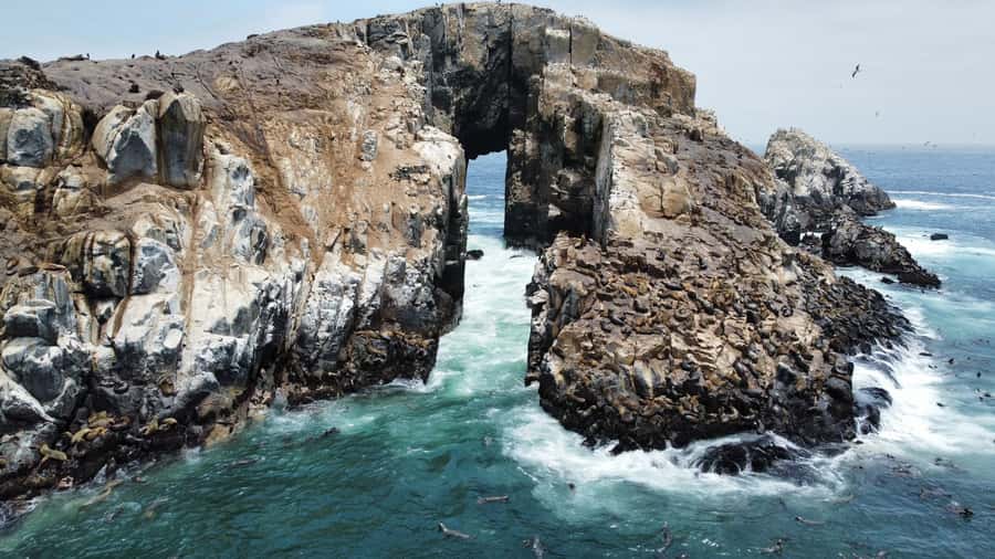 Callao: Swimming with Sea Lions Palomino Islands Boat Tour - The wildlife route: sea lions, Humboldt penguins, and bird spotting that feels real