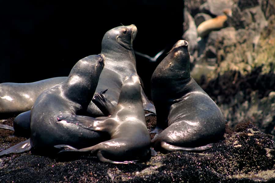 Callao: Swimming with Sea Lions Palomino Islands Boat Tour - Getting in the water: neoprene suits, life vests, and cold-water reality