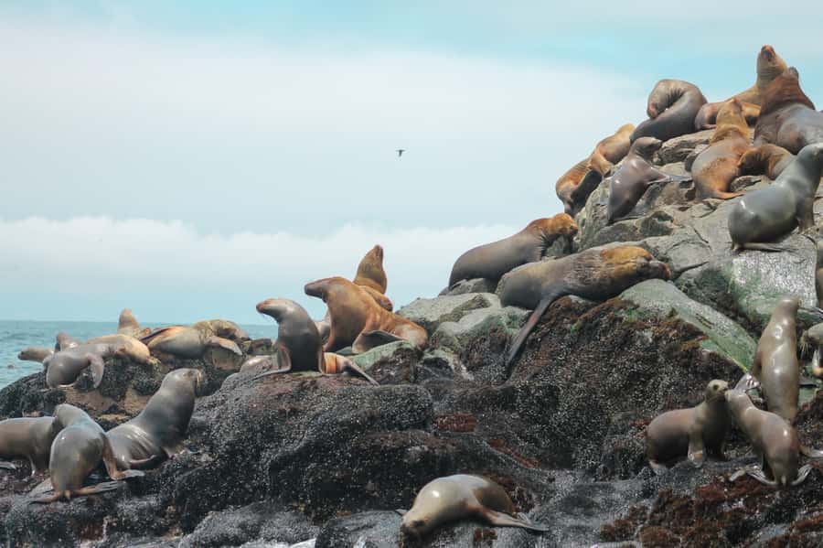 Callao: Swimming with Sea Lions Palomino Islands Boat Tour - The guide experience: what you can learn while you’re having fun