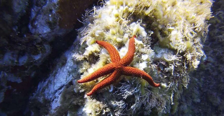 Calvi: Pointe de la Revellata Snorkeling Boat Tour - Pointe de la Revellata Snorkeling: What Makes It Worth Your Time