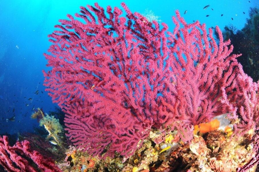 Calvi: Pointe de la Revellata Snorkeling Boat Tour - The Boat Ride: Short, Scenic, and Actually Part of the Fun