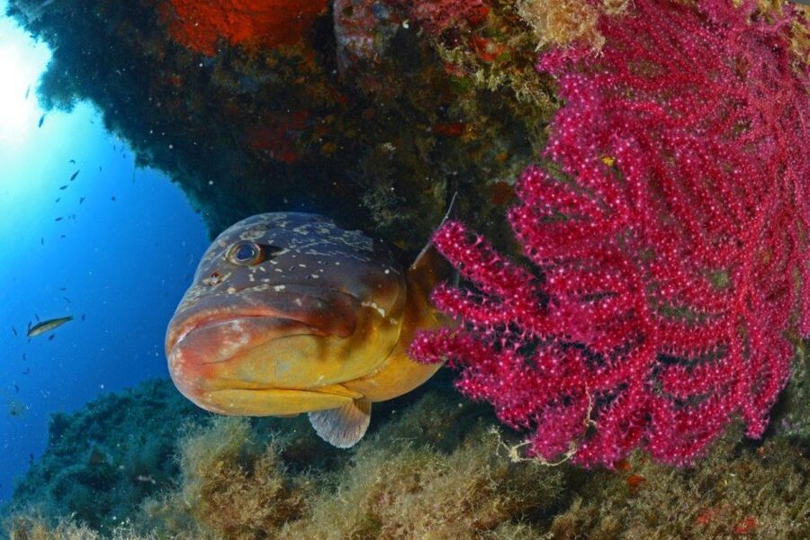 Calvi: Pointe de la Revellata Snorkeling Boat Tour - Comfort Tips: Weather, Cold Water, and What to Pack